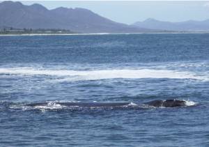 Where to go Whale Watching in Cape Town