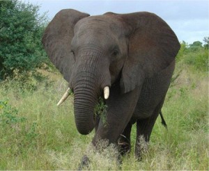 elephant in Okavango Delta