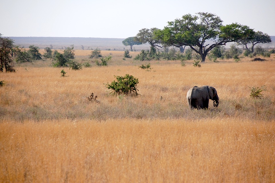 Tanazania Safari Experience