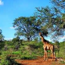KaMsholo Bushveld Safaris