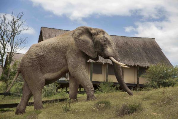 Gorah Elephant Camp - 209998