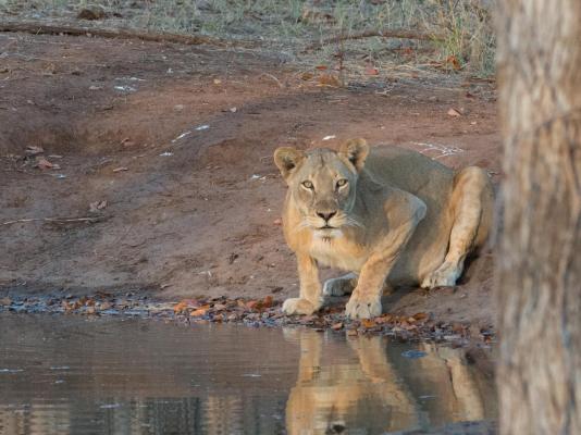 Kingly Bush Camp - 210339