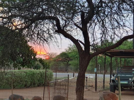 KaMsholo Bushveld Safaris - 217406