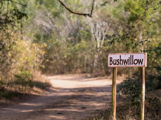 Bushwillow Collection - 217777