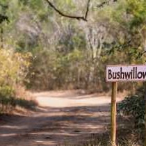 Bushwillow Collection - 217777