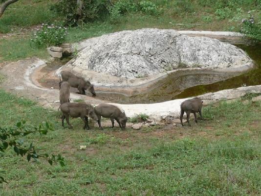 Baluleni Safari Lodge - 218155