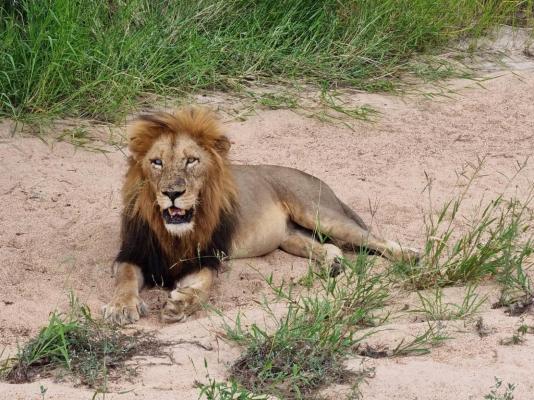 Baluleni Safari Lodge - 218161