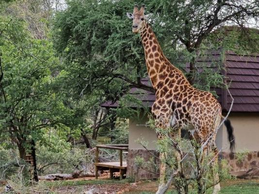 Baluleni Safari Lodge - 218181