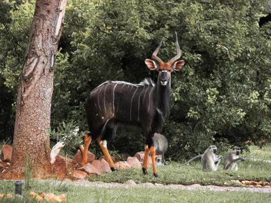 Baluleni Safari Lodge - 218191