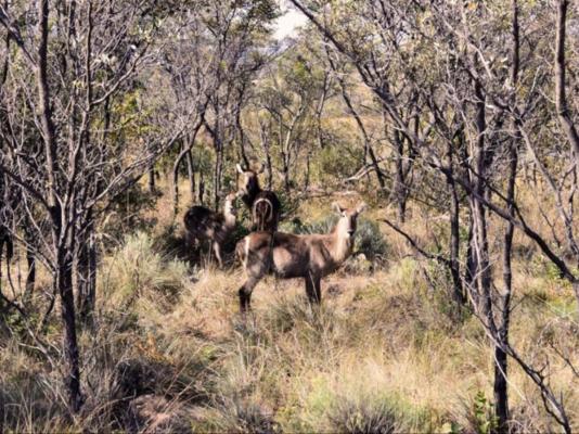 Honeyguide Ranger Camp - 218286