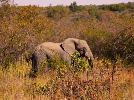 Honeyguide Ranger Camp - 218303