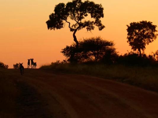 Kambaku River Lodge - 218549