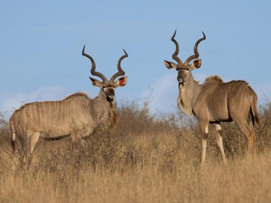 Kambaku River Lodge - 218554