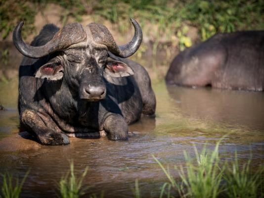 Kambaku Safari Lodge - 218719