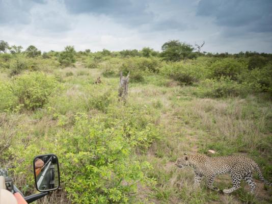 Kambaku Safari Lodge - 218729