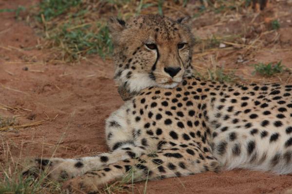 Leopard's Bend Bush Lodge - 218784