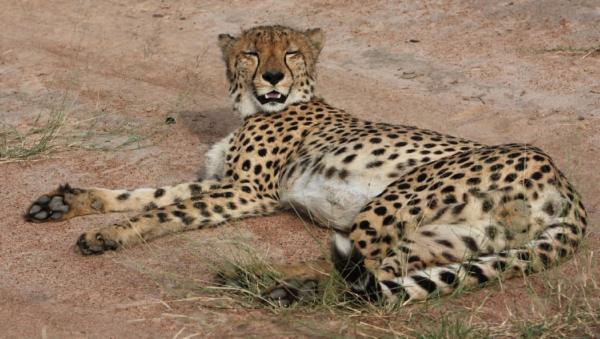 Leopard's Bend Bush Lodge - 218786