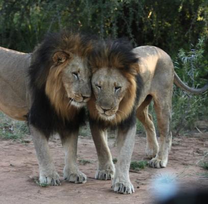 Leopard's Bend Bush Lodge - 218787