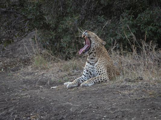 Leopard's Bend Bush Lodge - 218792