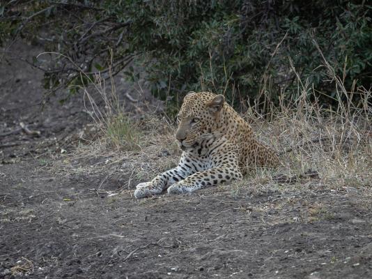 Leopard's Bend Bush Lodge - 218793