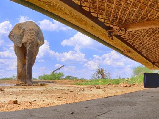 Last Word Madikwe - 219490