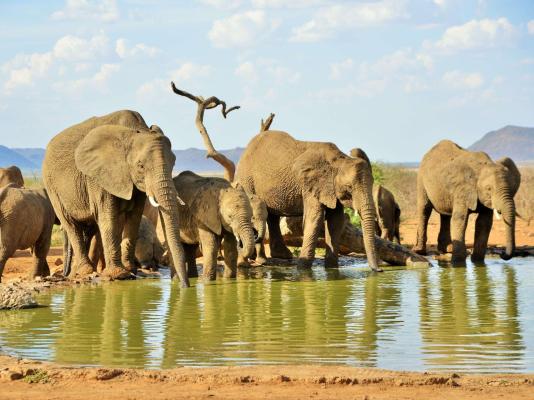 Last Word Madikwe - 219494