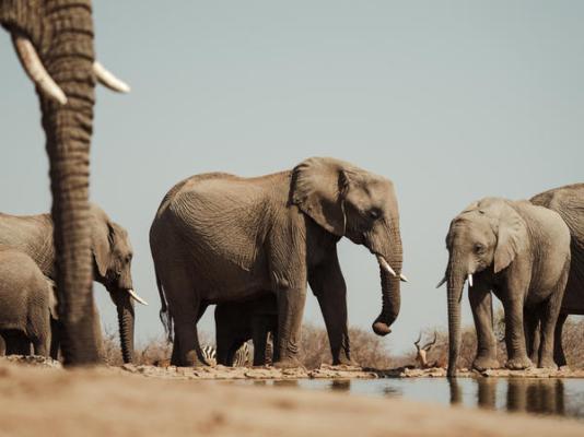 Last Word Madikwe - 219495