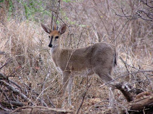 Duikerskloof Exclusive Tented Camp - 219559