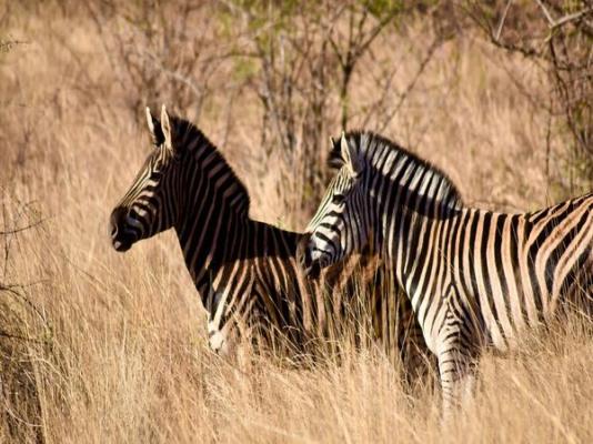 Mziki Safari Lodge - 220110