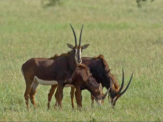 Frans Indongo Lodge - 222402