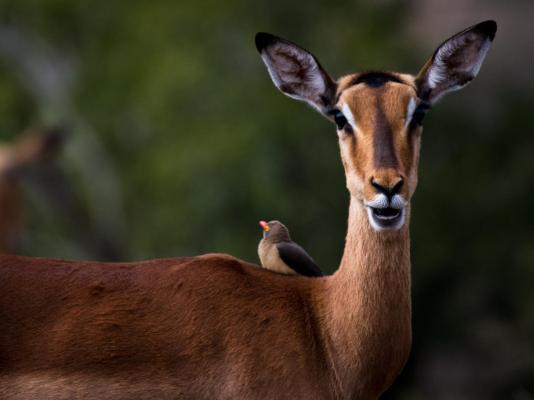 Ubizane Zululand Safari Lodge - 222442