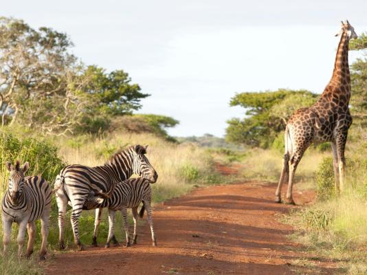 Ubizane Zululand Safari Lodge - 222443