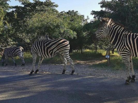 Royale Marlothi Safari Lodge - 224848