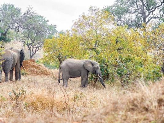 Royale Marlothi Safari Lodge - 224854