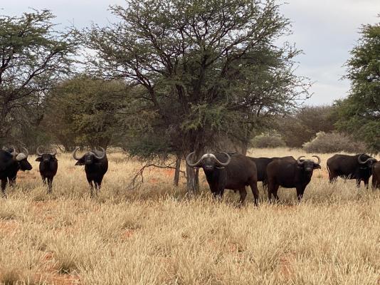 Gamagara Africa Private Nature Reserve - 225033