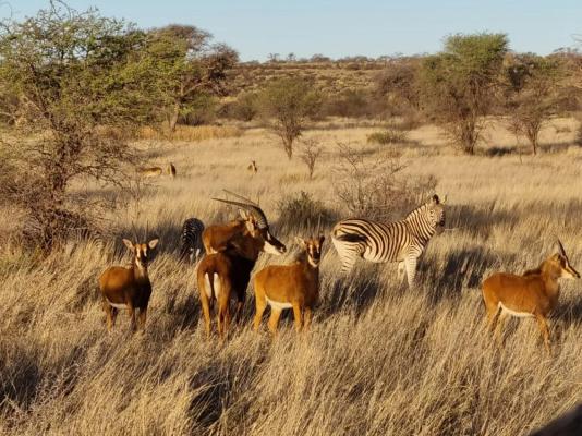 Gamagara Africa Private Nature Reserve - 225035