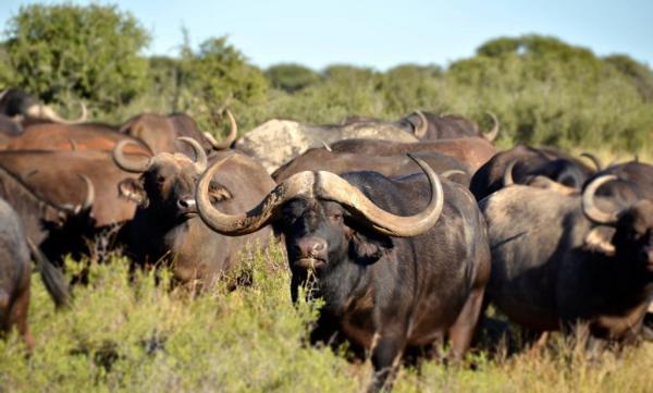 Gamagara Africa Private Nature Reserve - 225404