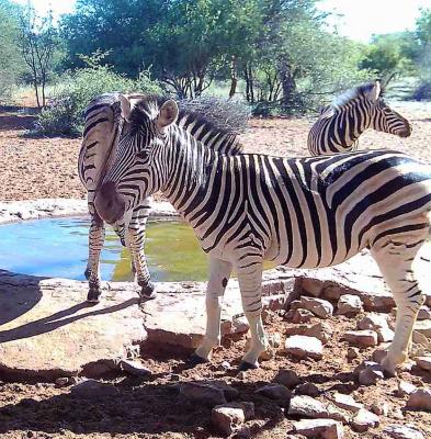 Gamagara Africa Private Nature Reserve - 225423