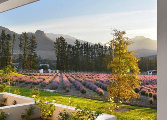 Lavender Farm Guesthouse - 225764