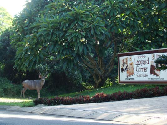 Leopard Corner Lodge - 226954