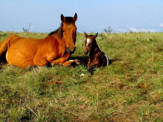 Drakensberg Mountain Retreat - 227565