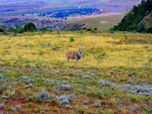 Drakensberg Mountain Retreat - 227569