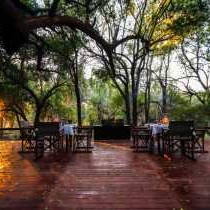 Jaci's Safari and Tree Lodges - 228091