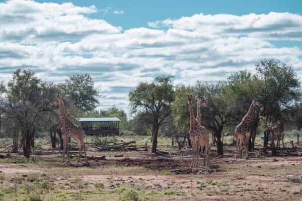 Jaci's Safari and Tree Lodges - 228102