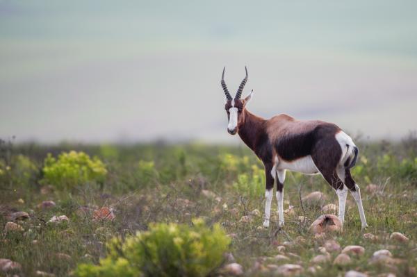 Bontebok National Park - 228120